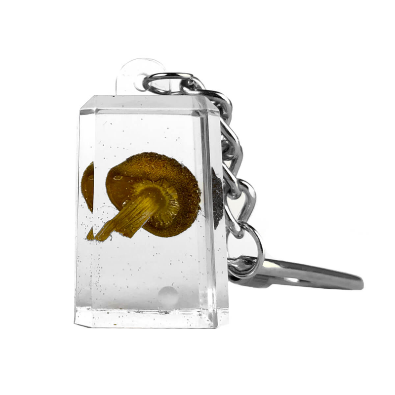 Schlüsselanhänger mit Pilz in Acrylkubus