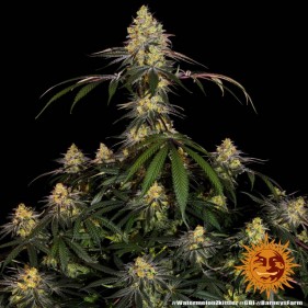 Barney's Farm Watermelon Zkittlez Seeds 3 Stk.