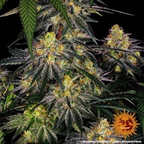 Barney's Farm Watermelon Zkittlez Seeds 3 Stk.