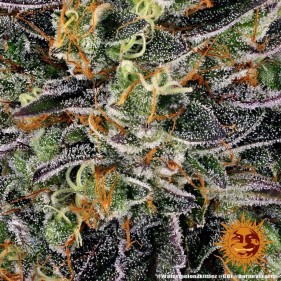 Barney's Farm Watermelon Zkittlez Seeds 3 Stk.