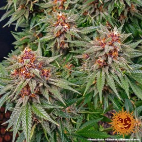 Barney's Farm Runtz Auto Seeds 3 Stk.