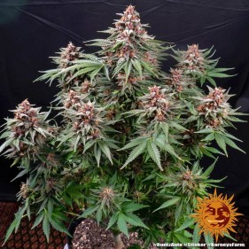 Barney's Farm Runtz Auto Seeds 3 Stk.