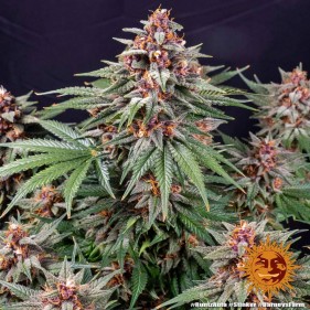Barney's Farm Runtz Auto Seeds 3 Stk.