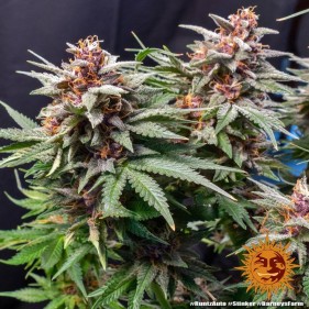 Barney's Farm Runtz Auto Seeds 3 Stk.