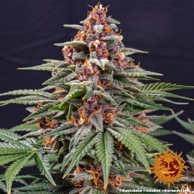 Barney's Farm Runtz Auto Seeds 3 Stk.