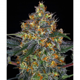 Barney's Farm Moby Dick Auto Seeds 3 Stk.