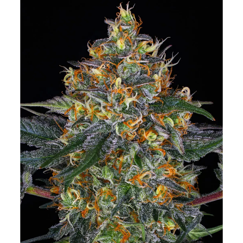 Barney's Farm Moby Dick Auto Seeds 3 Stk.