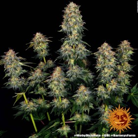 Barney's Farm Moby Dick Auto Seeds 3 Stk.