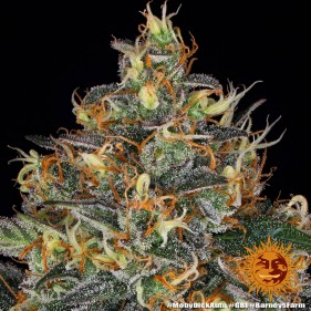 Barney's Farm Moby Dick Auto Seeds 3 Stk.