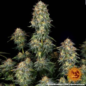 Barney's Farm Moby Dick Auto Seeds 3 Stk.