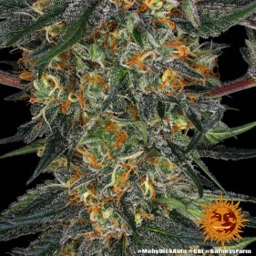 Barney's Farm Moby Dick Auto Seeds 3 Stk.