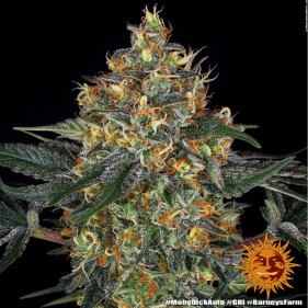 Barney's Farm Moby Dick Auto Seeds 3 Stk.