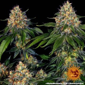 Barney's Farm Moby Dick Auto Seeds 3 Stk.