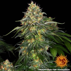 Barney's Farm Moby Dick Auto Seeds 3 Stk.