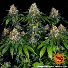 Barney's Farm Moby Dick Auto Seeds 3 Stk.
