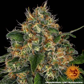 Barney's Farm Moby Dick Auto Seeds 3 Stk.