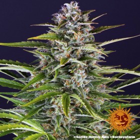 Barney's Farm Gorilla Zkittlez Auto Seeds 3 Stk.