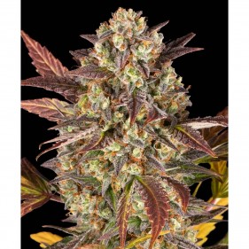 Barney's Farm Amnesia Haze Auto Seeds 3 Stk.