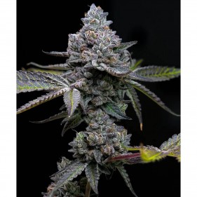Barney's Farm Apple Fritter Seeds 3 Stk.