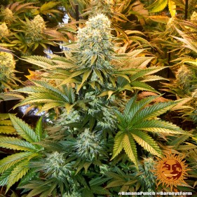 Barney's Farm Banana Punch Seeds 3 Stk.