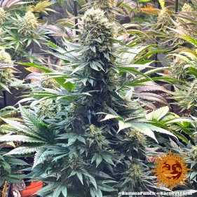 Barney's Farm Banana Punch Seeds 3 Stk.