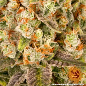 Barney's Farm Banana Punch Seeds 3 Stk.