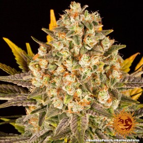 Barney's Farm Banana Punch Seeds 3 Stk.