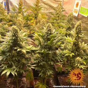 Barney's Farm Banana Punch Seeds 3 Stk.