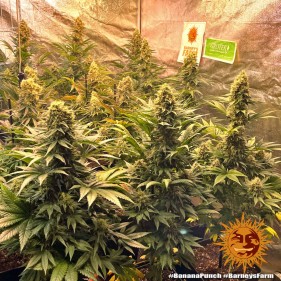 Barney's Farm Banana Punch Seeds 3 Stk.