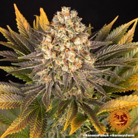 Barney's Farm Banana Punch Seeds 3 Stk.