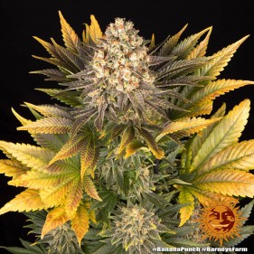 Barney's Farm Banana Punch Seeds 3 Stk.