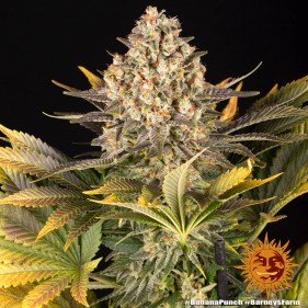 Barney's Farm Banana Punch Seeds 3 Stk.