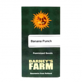 Barney's Farm Banana Punch Seeds 3 Stk.