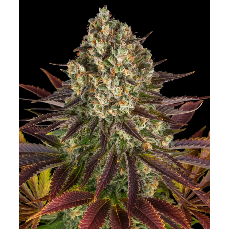 Barney's Farm Biscotti Seeds 3 Stk.