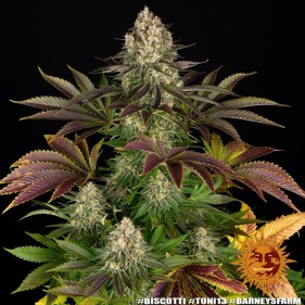 Barney's Farm Biscotti Seeds 3 Stk.