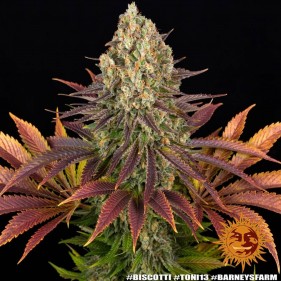 Barney's Farm Biscotti Seeds 3 Stk.