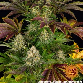 Barney's Farm Biscotti Seeds 3 Stk.