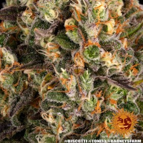Barney's Farm Biscotti Seeds 3 Stk.