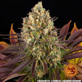 Barney's Farm Biscotti Seeds 3 Stk.