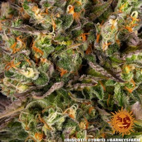 Barney's Farm Biscotti Seeds 3 Stk.
