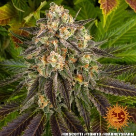Barney's Farm Biscotti Seeds 3 Stk.