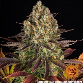 Barney's Farm Biscotti Seeds 3 Stk.