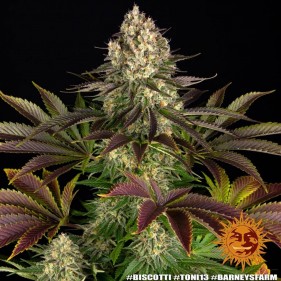 Barney's Farm Biscotti Seeds 3 Stk.