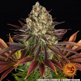 Barney's Farm Biscotti Seeds 3 Stk.