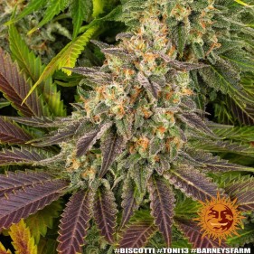 Barney's Farm Biscotti Seeds 3 Stk.