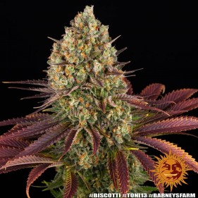 Barney's Farm Biscotti Seeds 3 Stk.