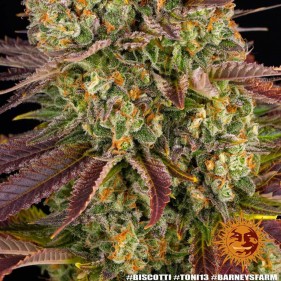Barney's Farm Biscotti Seeds 3 Stk.