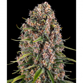 Barney's Farm Blue Cheese Seeds 3 Stk.
