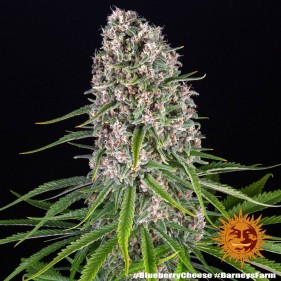 Barney's Farm Blue Cheese Seeds 3 Stk.