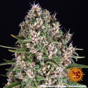 Barney's Farm Blue Cheese Seeds 3 Stk.